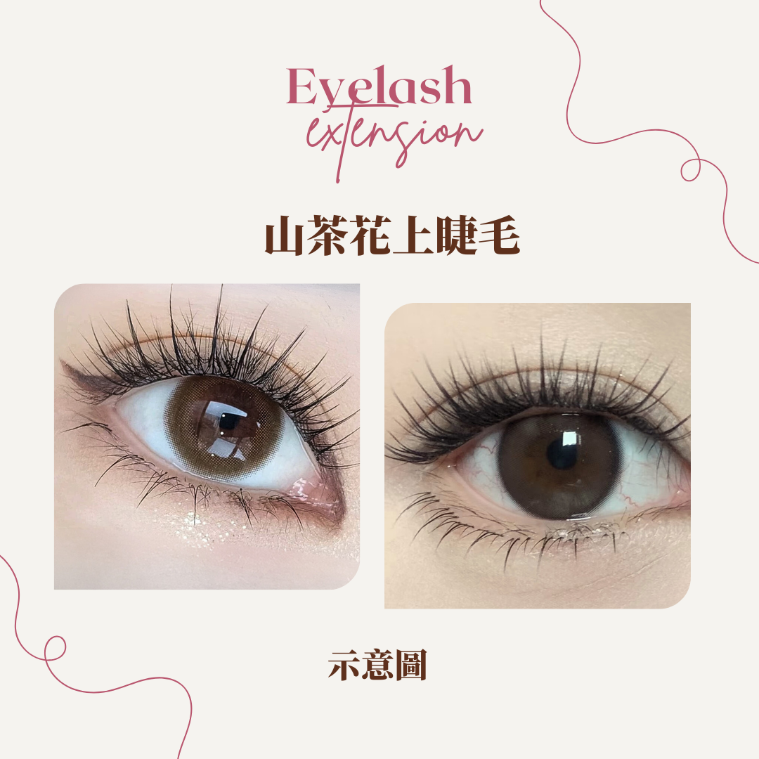 山茶花上睫毛 ✦ Camellia Lashes